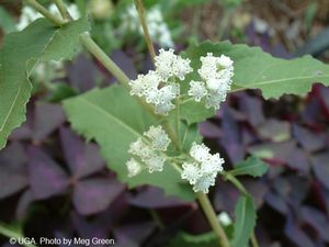 Parthenium integrifolium (Wild Quinine)