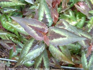 Persicaria microcephala (Creeping Lily turf)