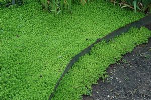 golden sedum ground cover moss