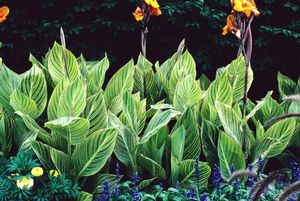 Canna x generalis (Canna Lily)