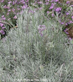Lavender Flower, Whole (Lavandula x intermedia) – Grassroots Herb