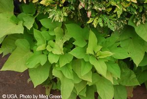 Ipomoea batatas ‘Sidekick Lime’ Sweet Potato