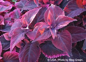 Coleus 'Mariposa'