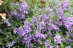 Angelonia angustifolia 'AngelMist Spreading Blue'