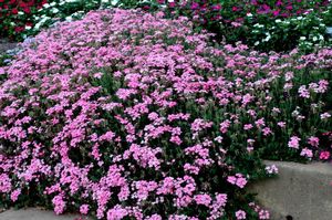 Verbena hybrida 'Lanai Bright Pink'