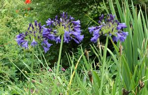 Agapanthus praecox (Lily-of-the-Nile)