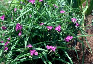 Tradescantia virginiana (Virginia Spiderwort)
