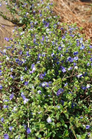 Veronica Peduncularis 'georgia Blue' Creeping Speedwell