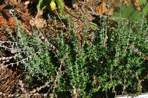 Teucrium marum (Perennial Kitty Crack)