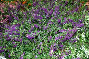 Angelonia angustifolia Carita Cascade Deep Purple