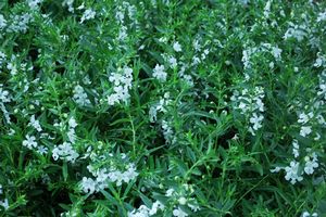 Angelonia angustifolia Carita Cascade White 09