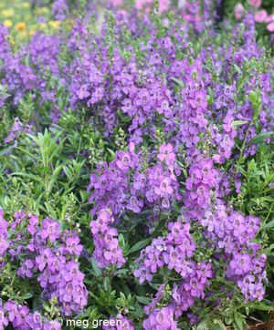 Angelonia angustifolia 'Carita Purple '09'