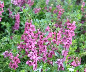 Angelonia angustifolia Carita Raspberry