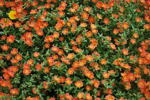 Portulaca 'Pazzaz Tangerine'