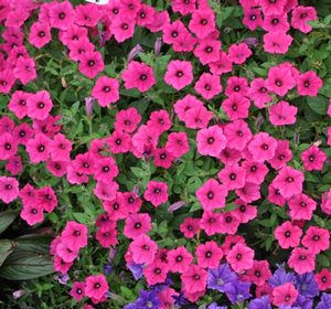 Petunia hybrida 'Supertunia Vista Fuchsia' Petunia