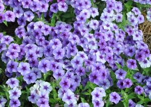 Phlox 'Intensia Blueberry'