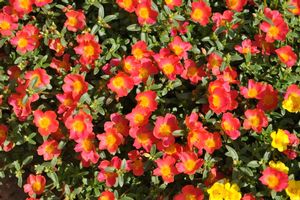 Portulaca 'Cupcake Bright Red'