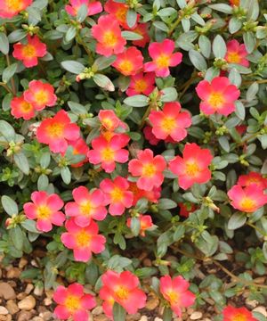 Portulaca 'Cupcake Cherry Red'