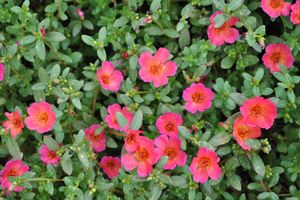 Portulaca 'Cupcake Purple'