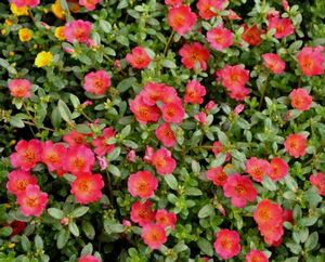 Portulaca 'pazzaz Red Flare'