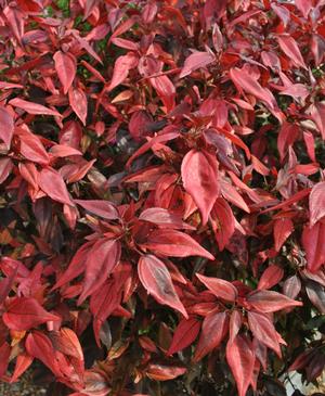 Acalypha ()