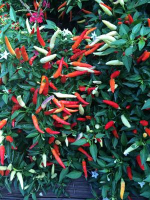 Capsicum frutescens (Chili Pepper)