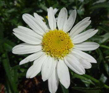 Leucanthemum maximum 'Birdy' Image