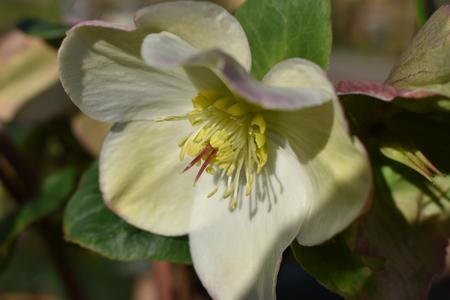 Helleborus (Lenton Rose)