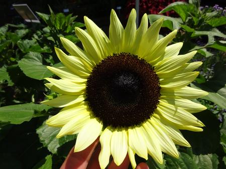 Helianthus (Sunflower)