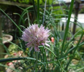Allium schoenoprasum ()