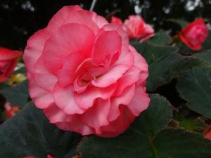Begonia 'Double Delight™ 'Blush Rose''
