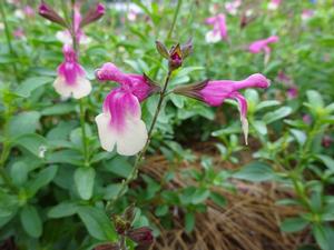 Salvia greggii ()
