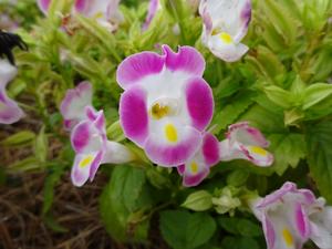 Torenia (Wishbone Flower)