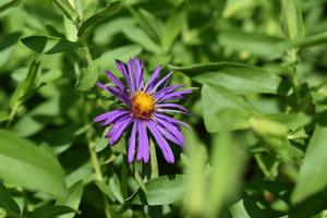 Aster ()