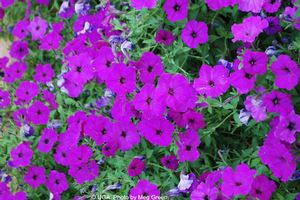 Petunia 'Easy Wave Violet'