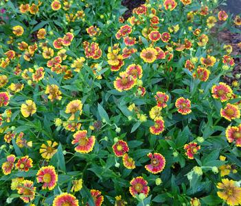 Helenium autumnale 'Salud Embers' Image