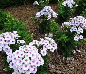 Phlox paniculata 'Ka-Pow White Bicolor' Image