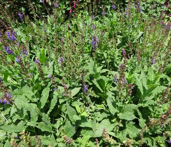Salvia nemorosa 'Blue by You' Image