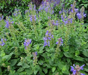 Salvia nemorosa 'Sky Blue Marvel' Image