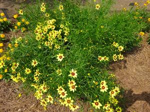 Coreopsis 'Electric Sunshine' Image