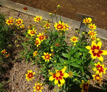 Coreopsis 'Golden Stardust' Image
