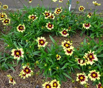 Coreopsis 'Super Star' Image