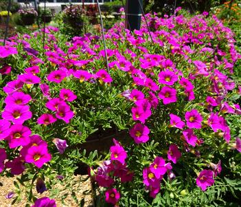 Calibrachoa 'Cabaret Neon Rose' Image