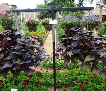 Ipomoea 'SolarPower Black Heart' Image