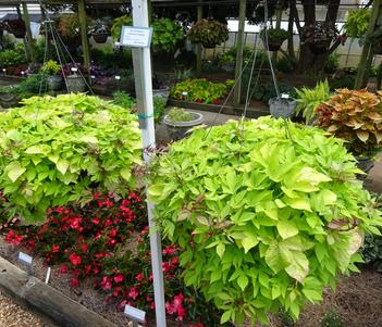 Ipomoea 'Spotlight Lime Heart' Image