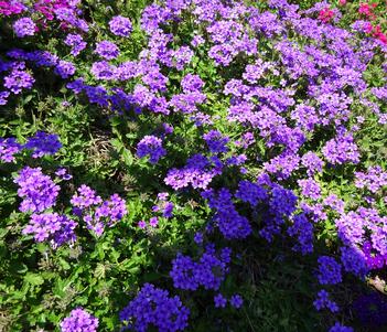 Verbena 'EnduraScape Blue Improved' Image