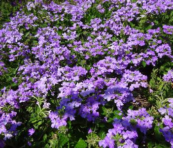 Verbena 'Firehouse Lavender' Image