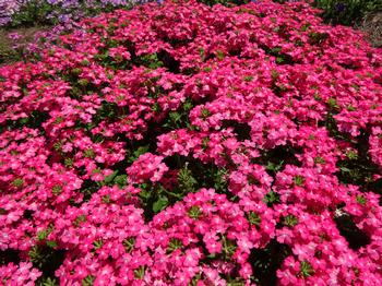 Verbena 'Firehouse Pink' Image