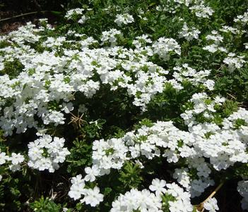 Verbena 'Firehouse White' Image