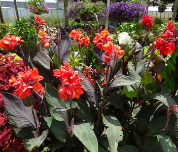 Canna 'Cannova Bronze Orange' Image